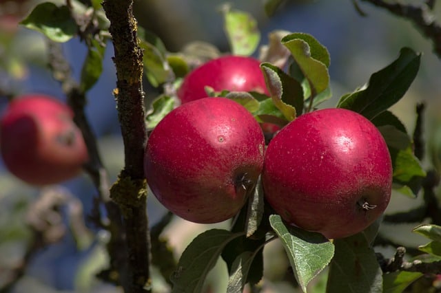 Tips til at undgå fejl ved beskæring af æbletræer